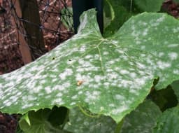 Crape myrtle leaf with powdery mildew identified by Bigzy